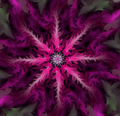 Violet Resonance
